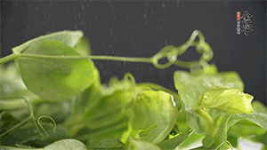 豌豆尖洗凈，切斷備用。