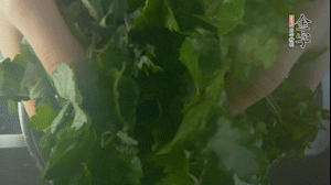 【面皮】1.鍋中水開時(shí)，放挑揀好的艾草和一撮小蘇打，第一遍煮開后倒掉，重新加水大火煮開后，小火煮1小時(shí)。煮爛的艾草用紗布瀝干。