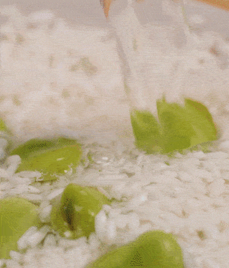 鍋底抹油，將淘洗干凈的大米，加蠶豆、清水，蓋蓋中火煮。